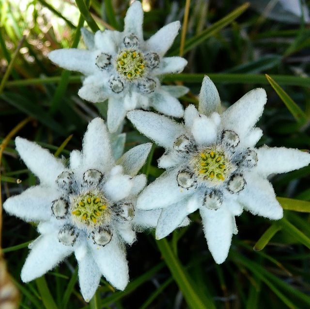 edelweiss